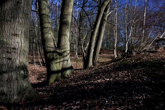 Pitchbury Ramparts (Hillfort)