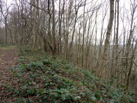 Dinmore Camp (Hillfort)