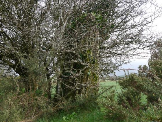 Knocks (Stone Row / Alignment)