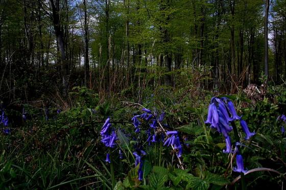 Eggringe Wood (Round Barrow(s))