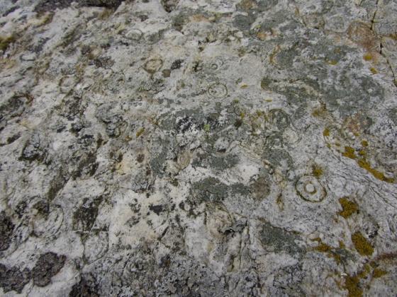 Cam Loch (Chambered Cairn)