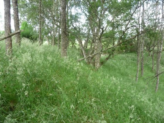 Lower Craggan (Hillfort)