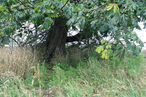 Warren Tump (Round Barrow(s))