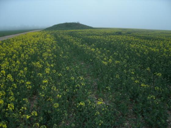 Lincolnshire and Humberside