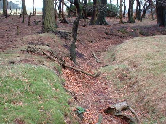 Bleasedale Circle (Timber Circle)