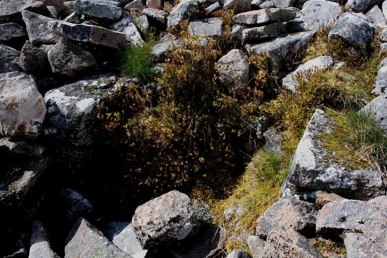 Corndon Tor (Barrow / Cairn Cemetery)