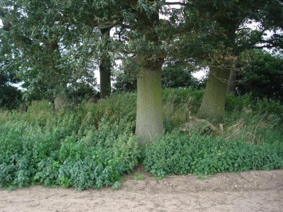 Peckleton Barrow (Round Barrow)