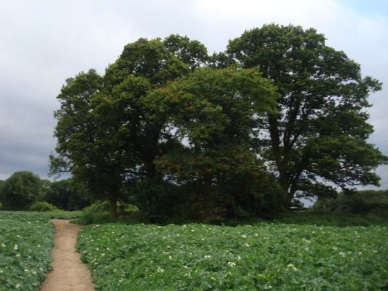 Peckleton Barrow (Round Barrow)