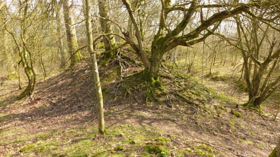Norton Camp (Shropshire) (Hillfort)