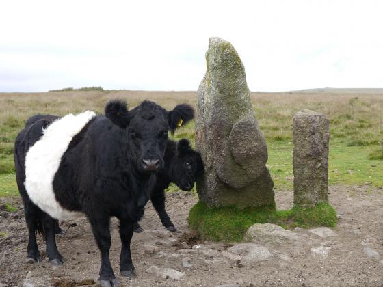 Piles Hill longstone (Standing Stone / Menhir)