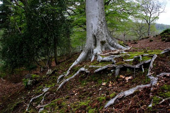 Bigbury Camp (Hillfort)