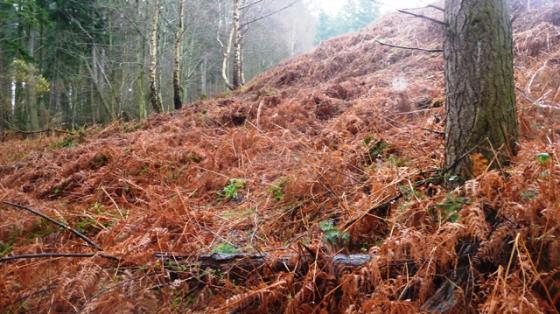 Downie Hillock (Hillfort)
