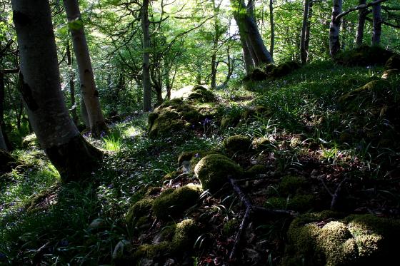 Tongue Wood (Chambered Cairn)