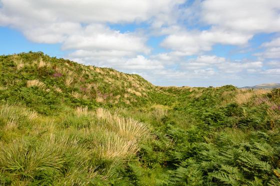 Castle-an-Dinas (St. Columb) (Hillfort)