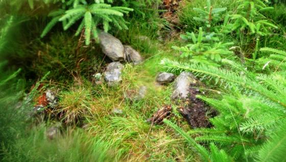 Slagachorrie (Stone Fort / Dun)