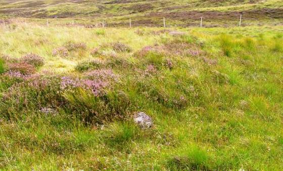 Dhuallow (Cairn(s))