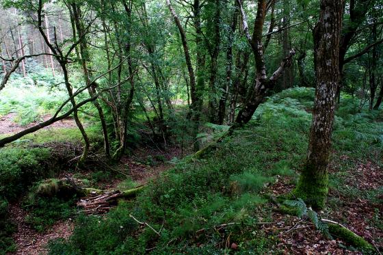Wooston Castle (Hillfort)