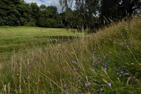 Capler Camp (Hillfort)