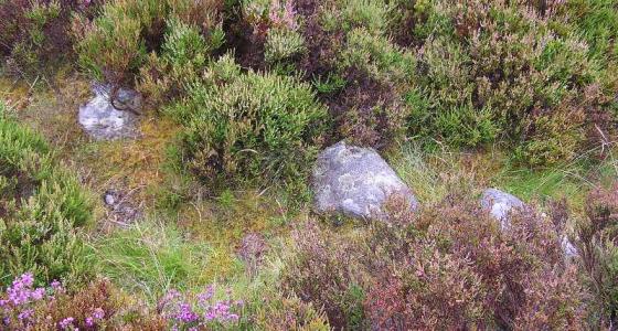Aitnoch (Cairn(s))