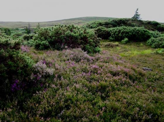 Riereach Burn (Cairn(s))