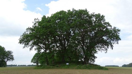 Steinkiste Horneburg (Cist)