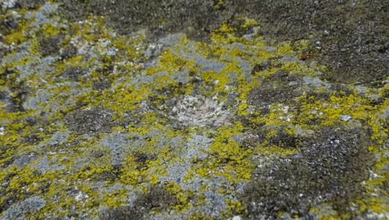 Poppholz (Dolmen / Quoit / Cromlech)