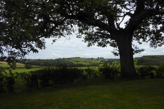 Stanford Bishop (Standing Stone / Menhir)