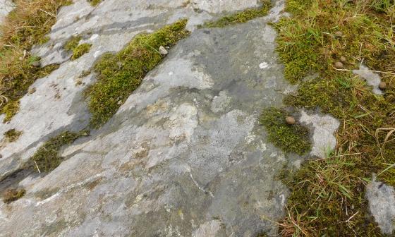 Brae of Revack 2 / 3 (Cup Marked Stone)