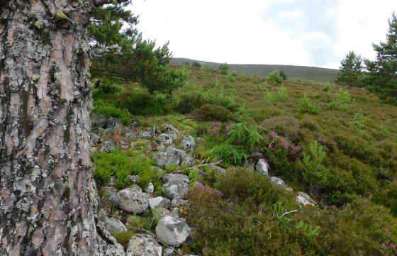 Coire Molach 2 (Cairn(s))