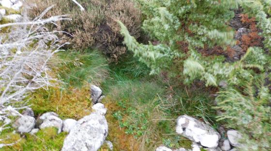 Delbog Cairns (Cairn(s))