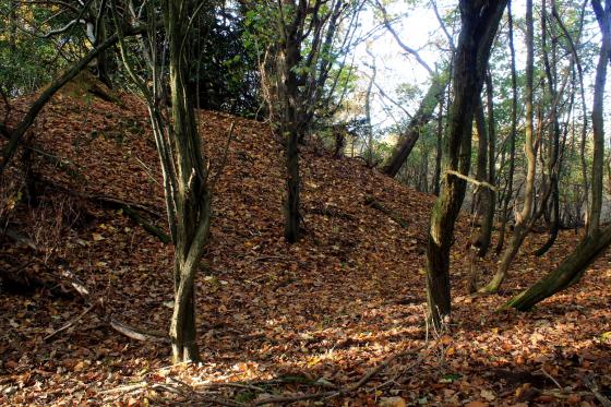 Castlehill Wood, Godstone (Promontory Fort)