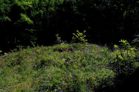 King’s Wood (Round Barrow(s))