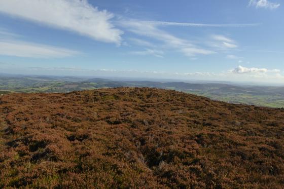 Bache Hill and the Whimble (Round Barrow(s))