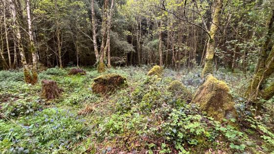Killydrutan (Court Tomb)