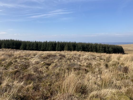 Balker Moor N (Cairn(s))