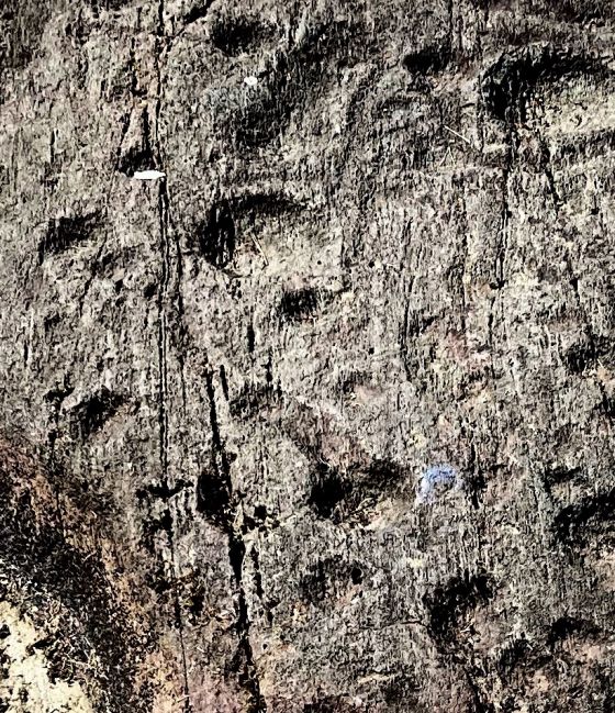 Kilmichael Glassary (Cup and Ring Marks / Rock Art)