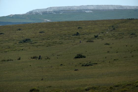Ringmoor Cairn Circle and Stone Row
