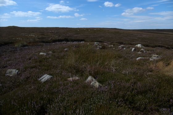Gisborough Moor (Round Barrow(s))