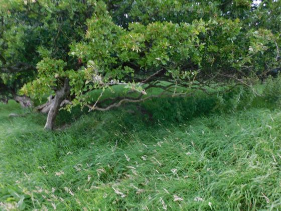 Glencreggan (Stone Fort / Dun)