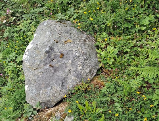 Ardminish (Cist)