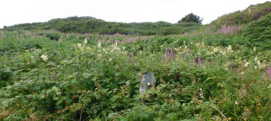 The Chair (Standing Stone / Menhir)