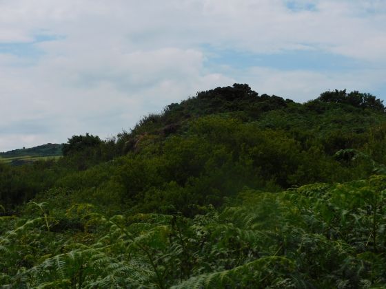 Dunan Buidhe