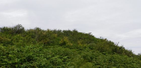 Dunan Buidhe
