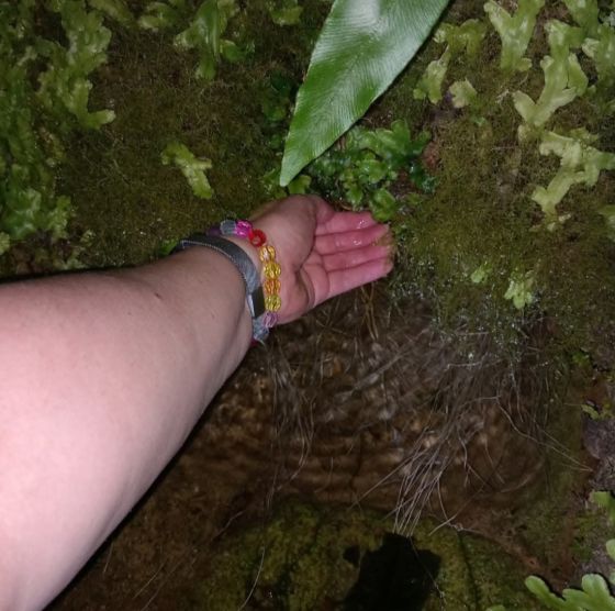 Holywell (Cave / Rock Shelter)