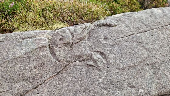 Llyn Du, Y Rhinogydd (Cup and Ring Marks / Rock Art)