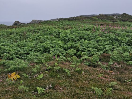 Ardlamey (Cairn(s))