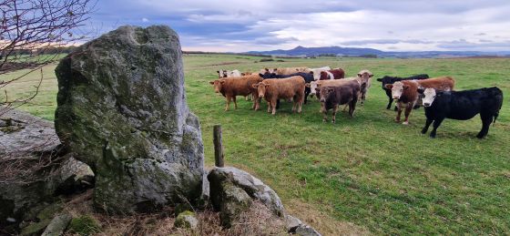 New Craig (Stone Circle)