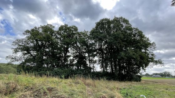 Im Stockenbusch (Chambered Tomb)