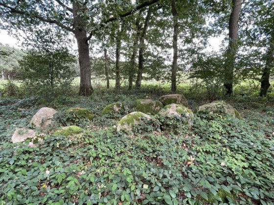 Kleinenknetener Steine 3 (Chambered Tomb)
