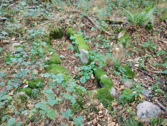 Folehave Skov Stenkiste (Cist)